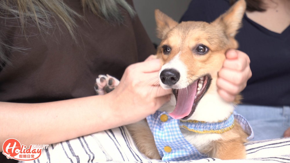 大埔新開動物友善西式餐廳