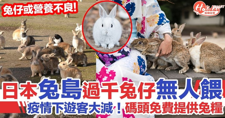 肺炎疫情下遊客大減！日本「兔島」過千隻兔仔無人餵或會營養不良