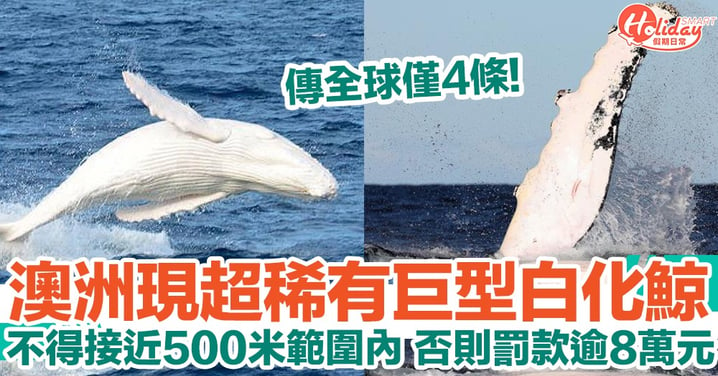 澳洲現稀有巨型大白鯨！傳全球僅得4條 故受保護 不得接近500米範圍內！