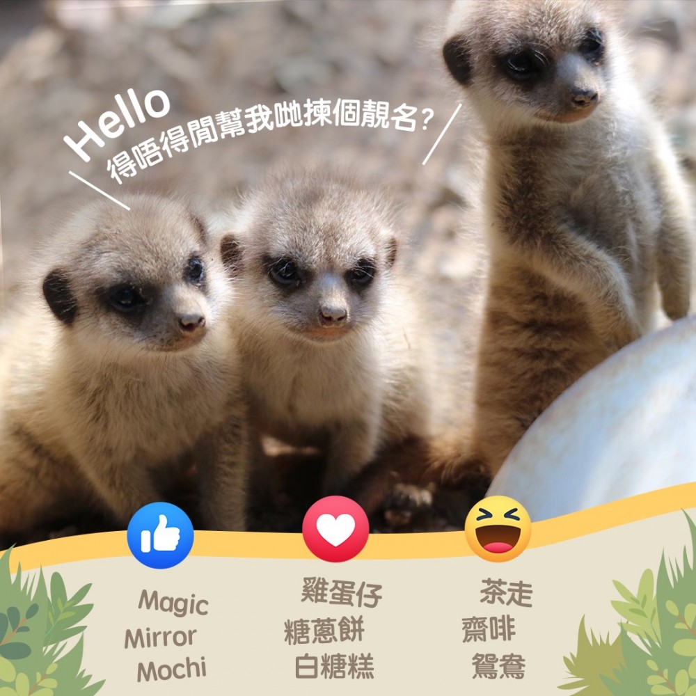 海洋公園喺官方Facebook舉行命名活動,票數最多嘅組合會成為三胞胎狐獴BB嘅名字
