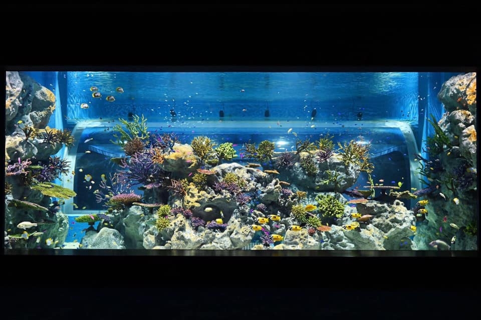 DMM Kariyushi水族館 FB