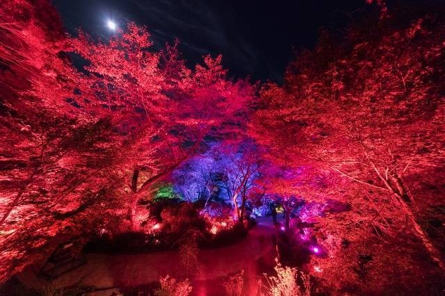 teamlab.art