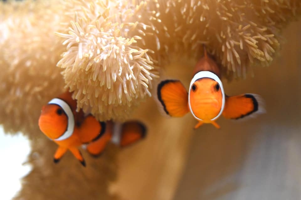 DMM Kariyushi水族館 FB
