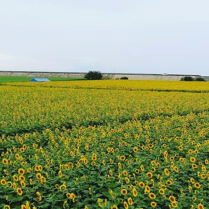 日本人氣柳川向日葵園，7月花季，50萬株太陽花花海超壯觀!
