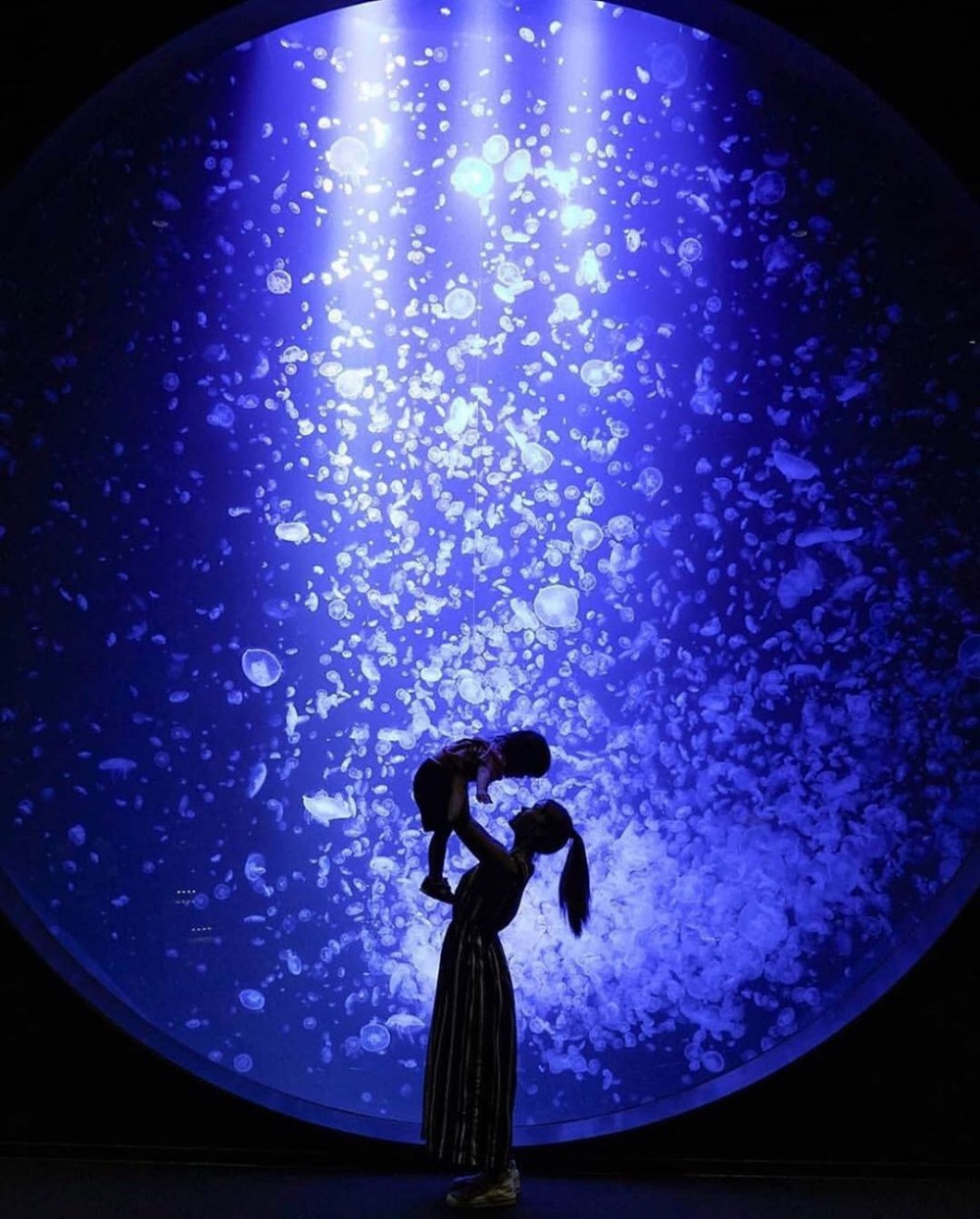 加茂水族館有過萬水母～