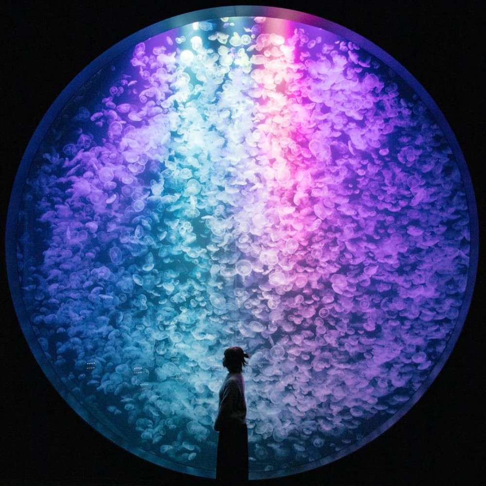 加茂水族館有過萬水母～