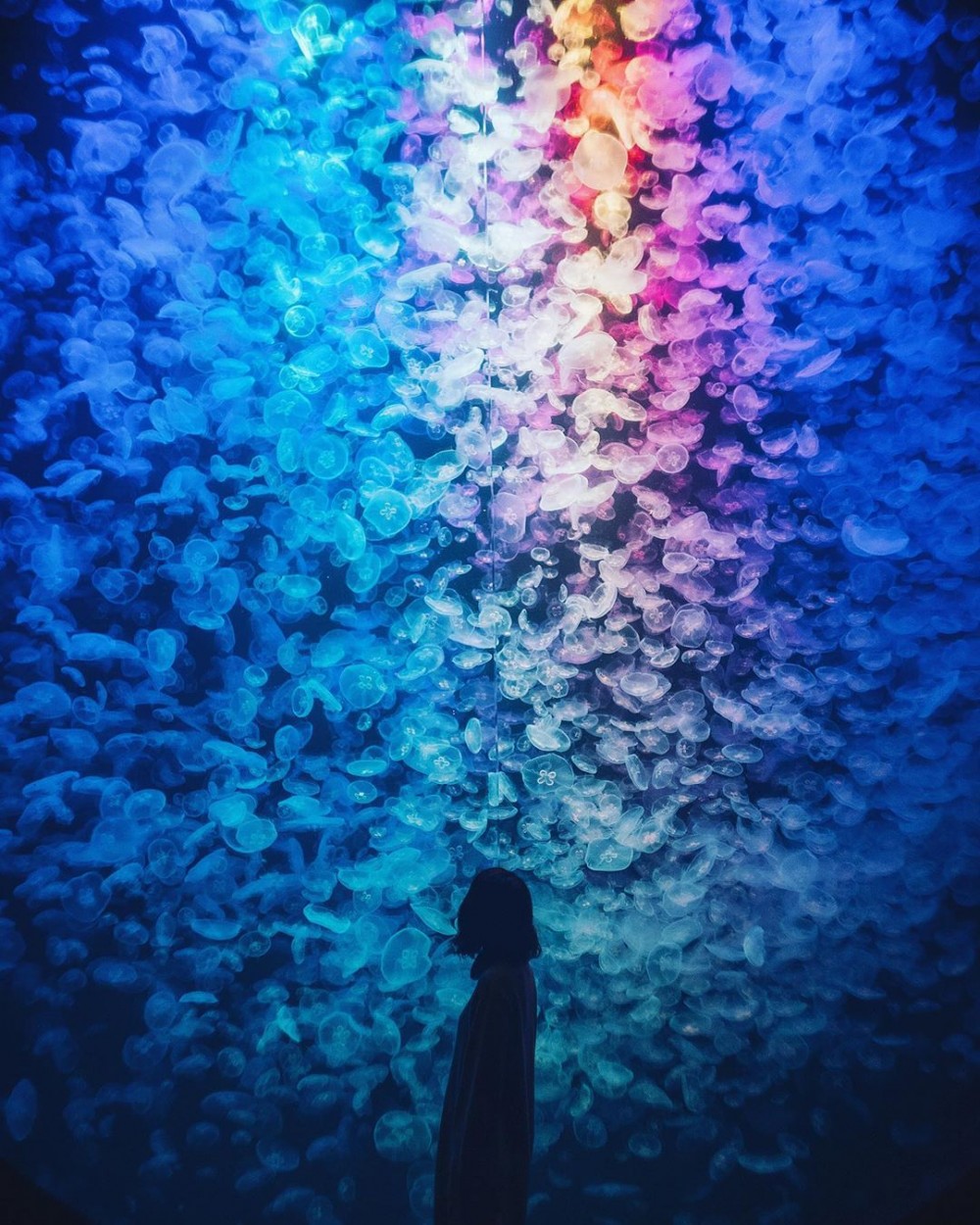 加茂水族館有過萬水母～