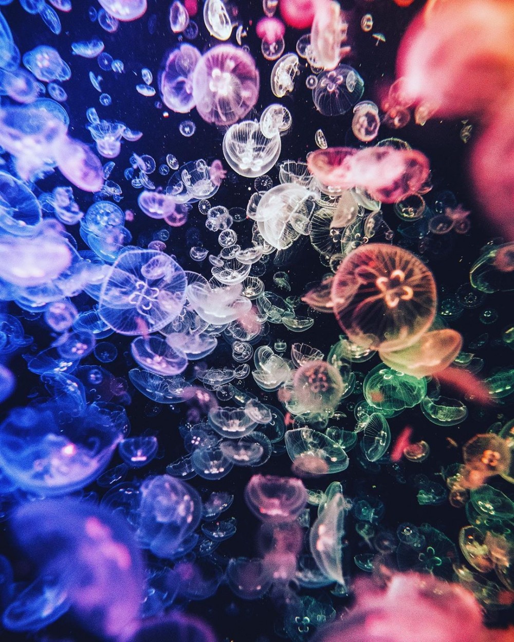 加茂水族館有過萬水母～