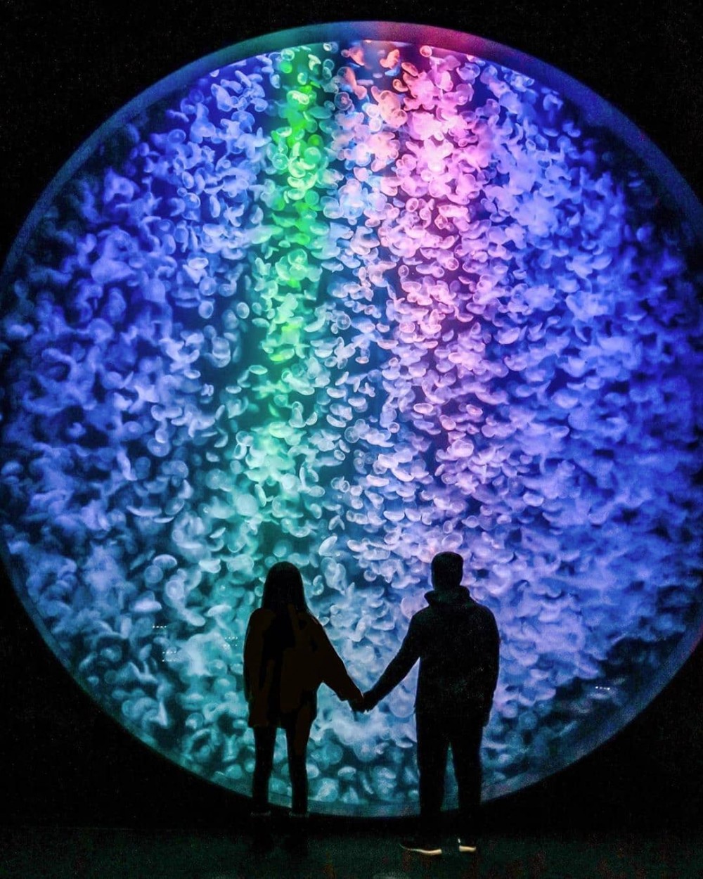 加茂水族館有過萬水母～