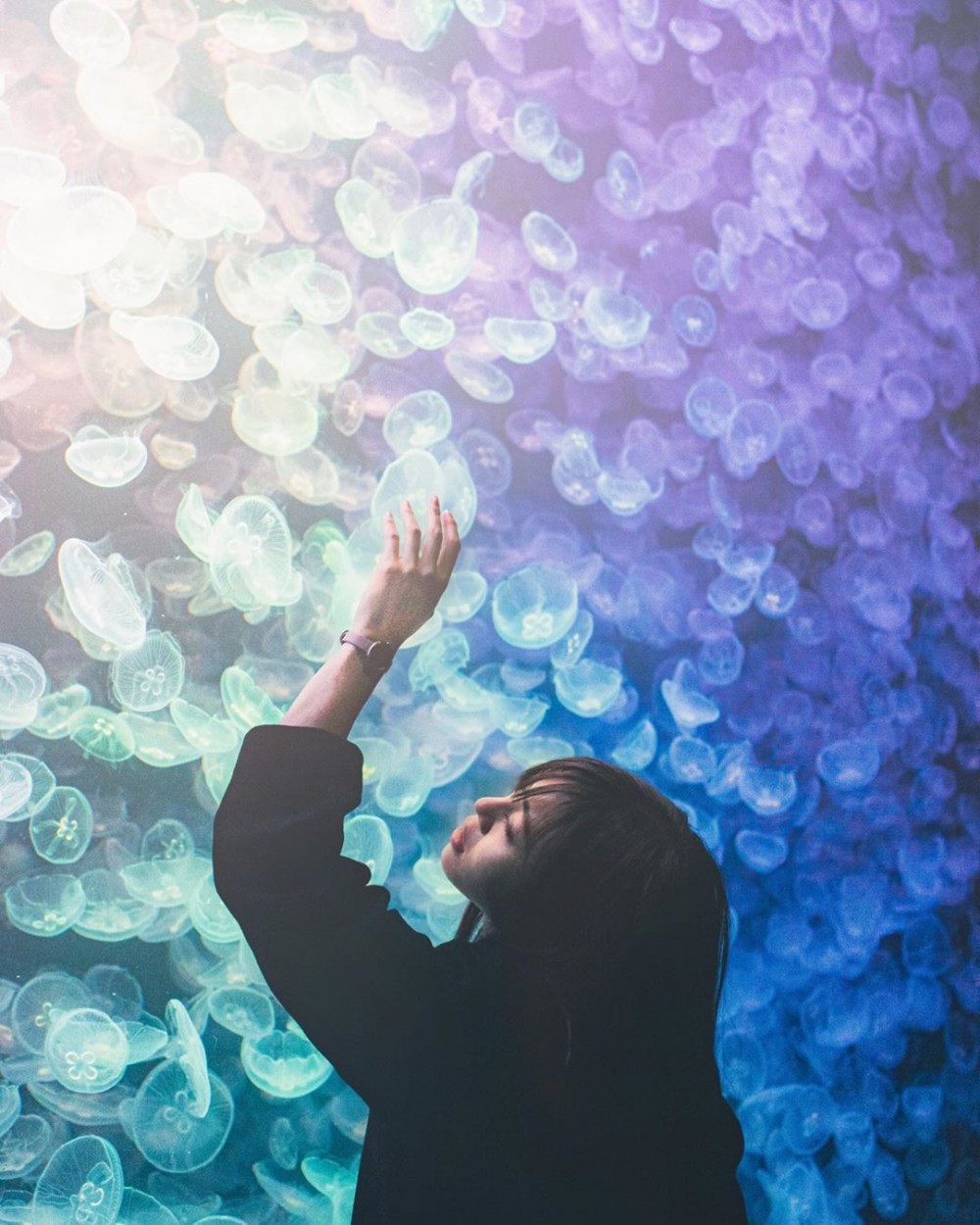 加茂水族館有過萬水母～