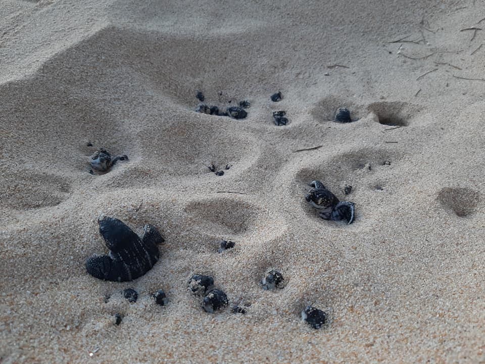 深灣出生嘅綠海龜每年6月至10月都會返嚟依度產卵繁殖