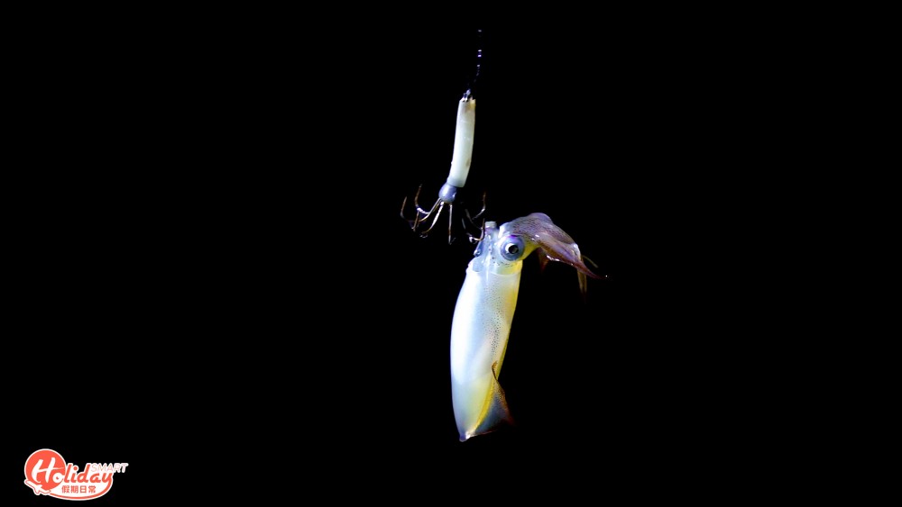 4小時西貢夜釣墨魚