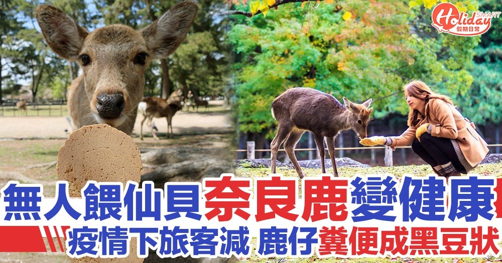 日本奈良旅客大減 無人餵鹿仙貝反令奈良鹿腸胃變好！