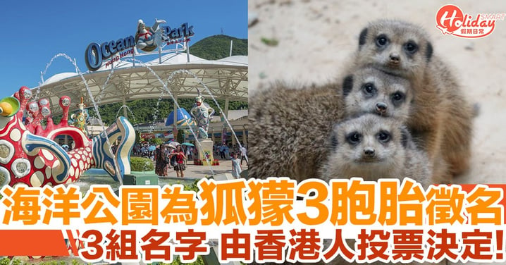 海洋公園為狐獴3胞胎徵名！即日起至6月28日香港市民可投票！