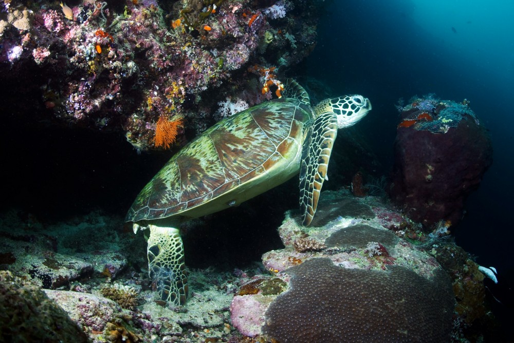 據《世界自然保護聯盟》指，綠海龜係被列入「瀕危」物種之一，科學家估計每1,000隻小海龜就需要10至15年時間成長，而當中更可能只有一隻可活至成年。