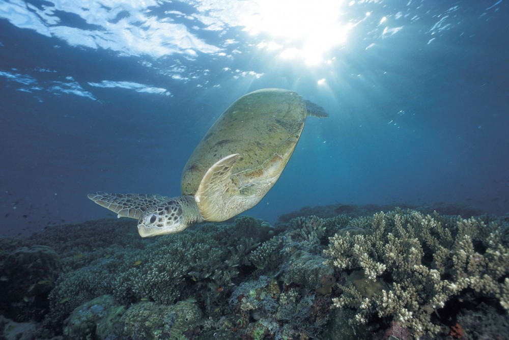 綠海龜喺海洋生態系統中亦擔當重要角色，佢哋會將海草消化，為附近嘅動植物提供養份。
