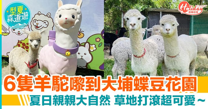 澳洲羊駝嚟到香港喇！6隻可愛小羊駝進駐大埔蝶豆花園 夏日必去親親大自然