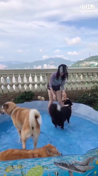 大型露台,可以放到水池同愛犬一齊玩水