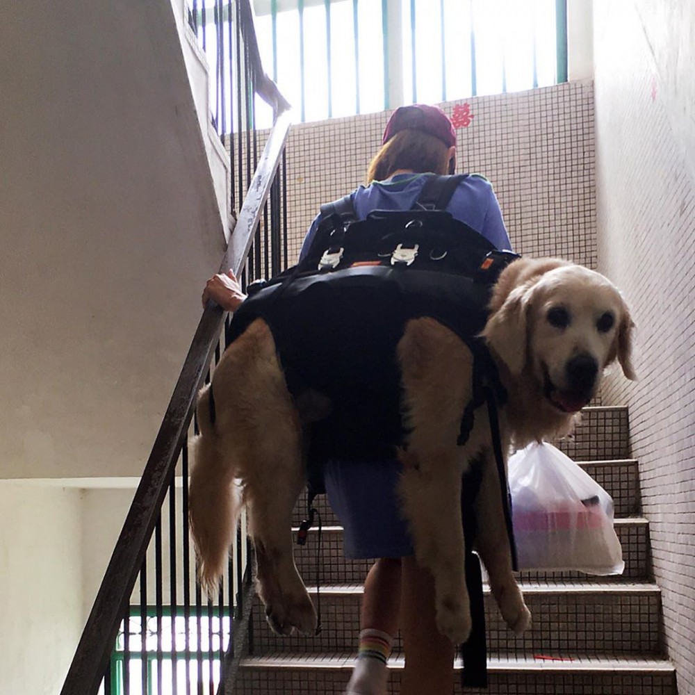 愛犬年紀大,行動開始不便,李旻方親自孭佢行樓梯,網民大讚佢係一個負責任嘅主人!