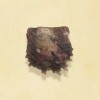 珠母蛤