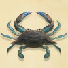 三疣梭子蟹