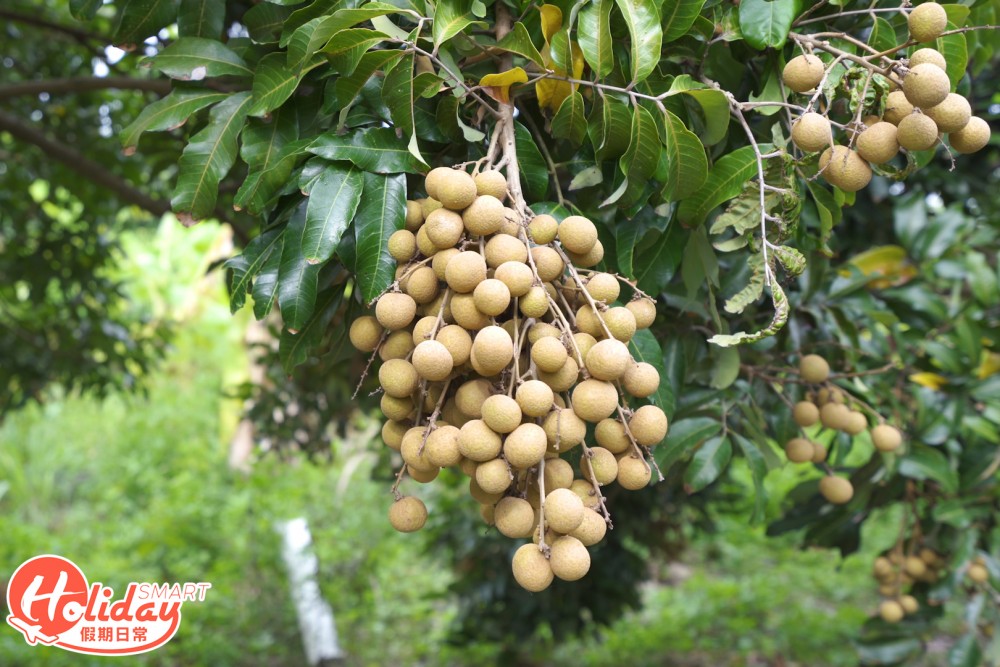 位於元朗大棠的潘媽媽果園，每年七月中至八月尾，正是摘龍眼的季節。