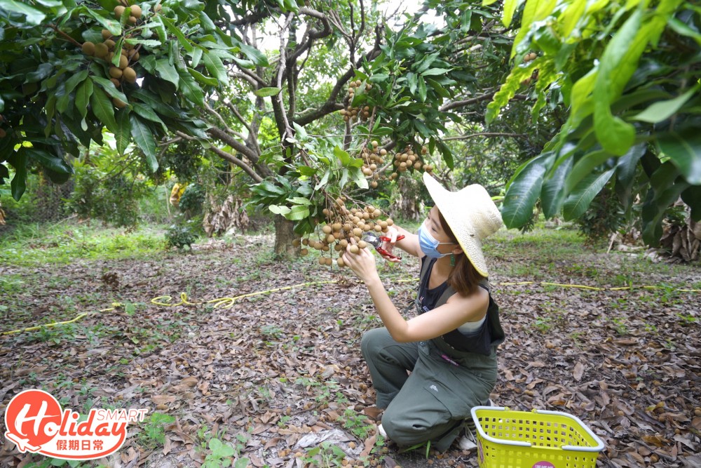 Isabel指這裡的龍眼樹長得較矮，小朋友也可以輕易摘到。