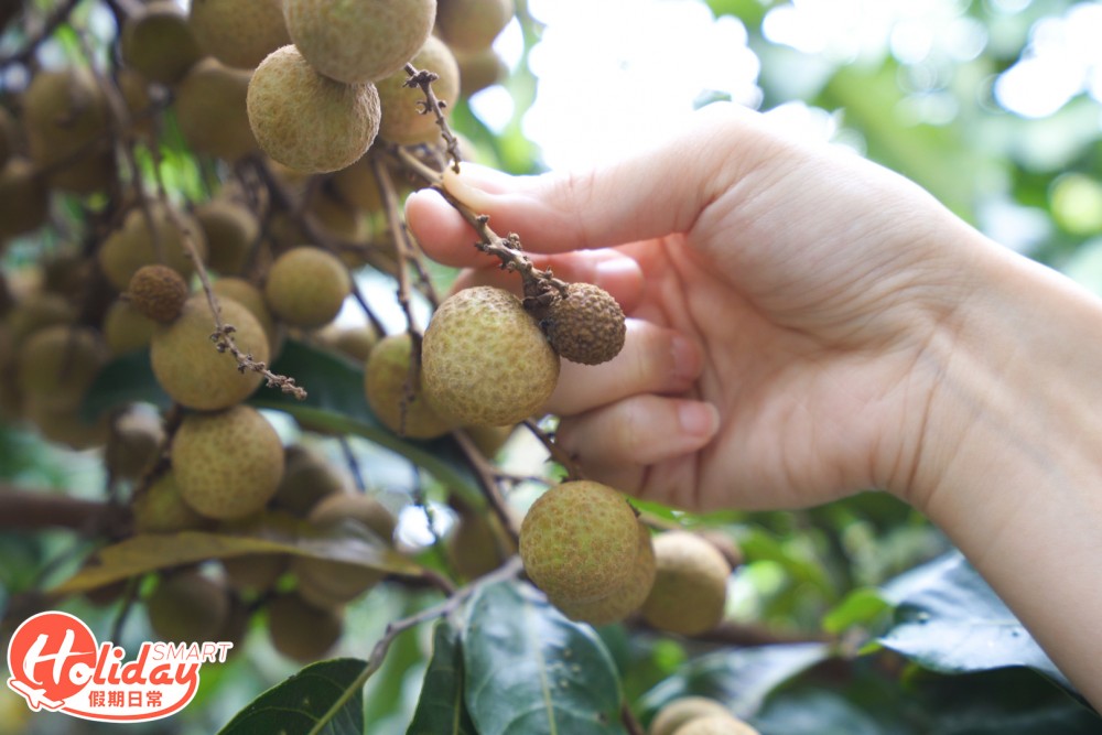 另一特徵則是，龍眼旁會連着一粒「龍眼BB」，相對容易辨認出來。