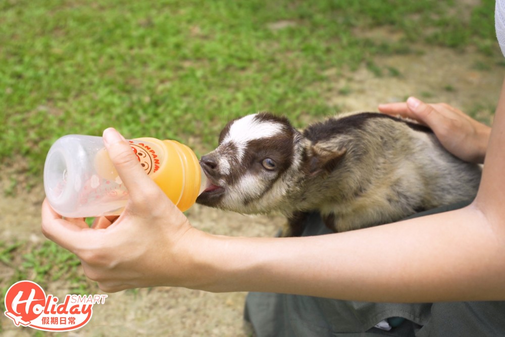 參加者更可親自用菜餵飼羊仔。