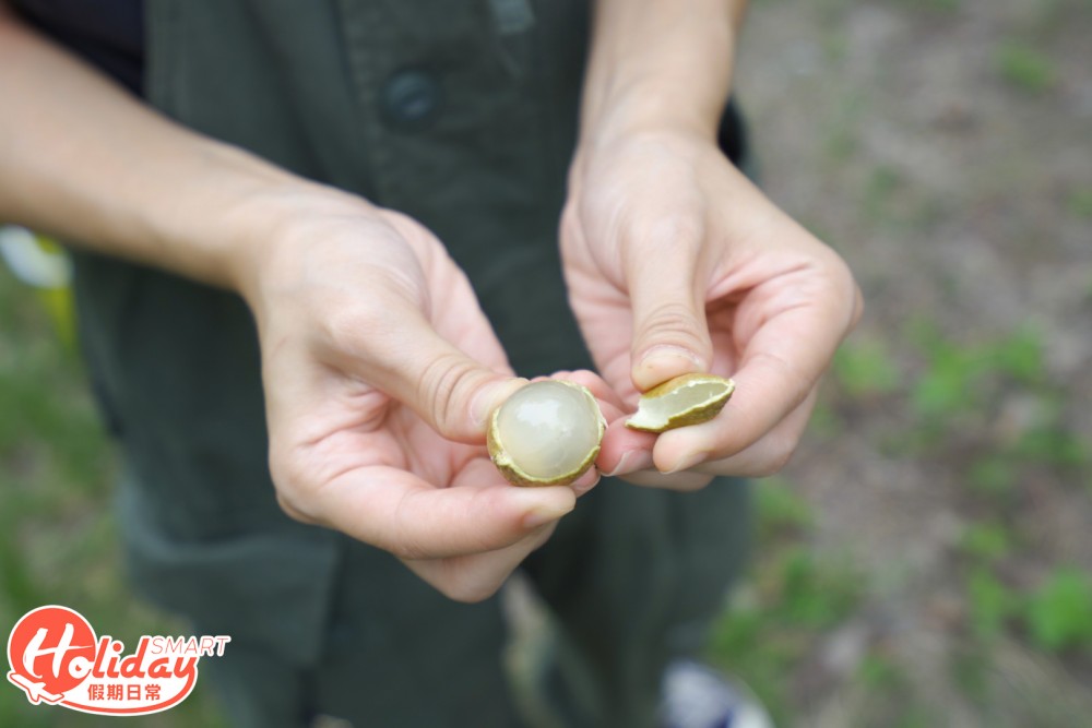 勝在果肉爽脆，晶瑩剔透而且多汁。