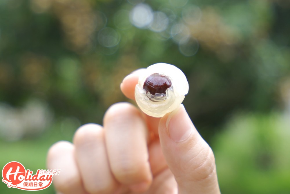 石硤龍眼比外地龍眼，龍眼相對較細。