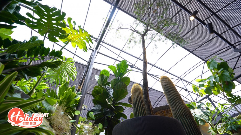 【大埔好去處】3萬呎大埔林村植物空間!