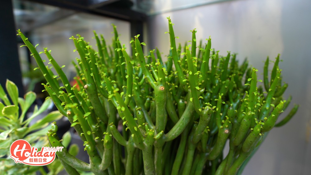 【大埔好去處】3萬呎大埔林村植物空間!