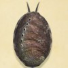 鮑魚