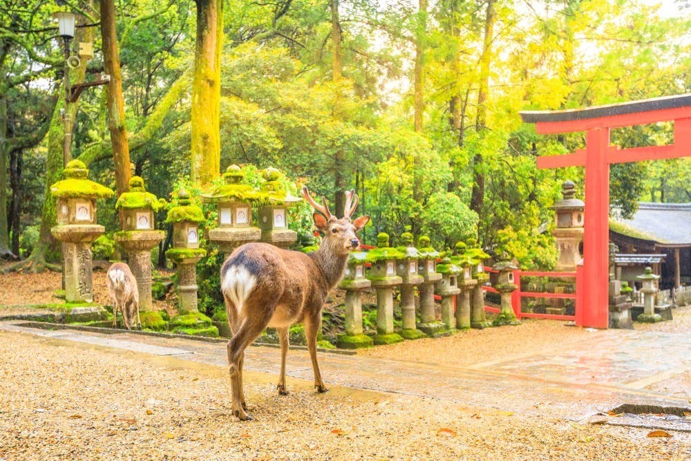 奈良鹿喺無人餵食情況下,開始回歸野生,返回山林覓食。