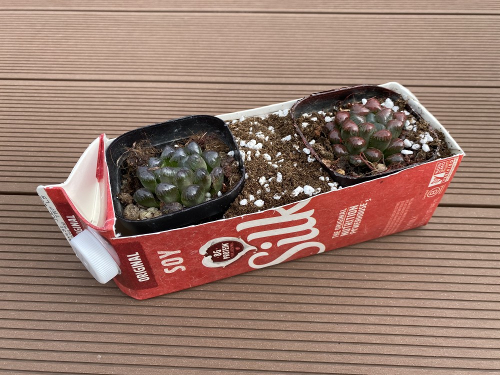 在家種植心得