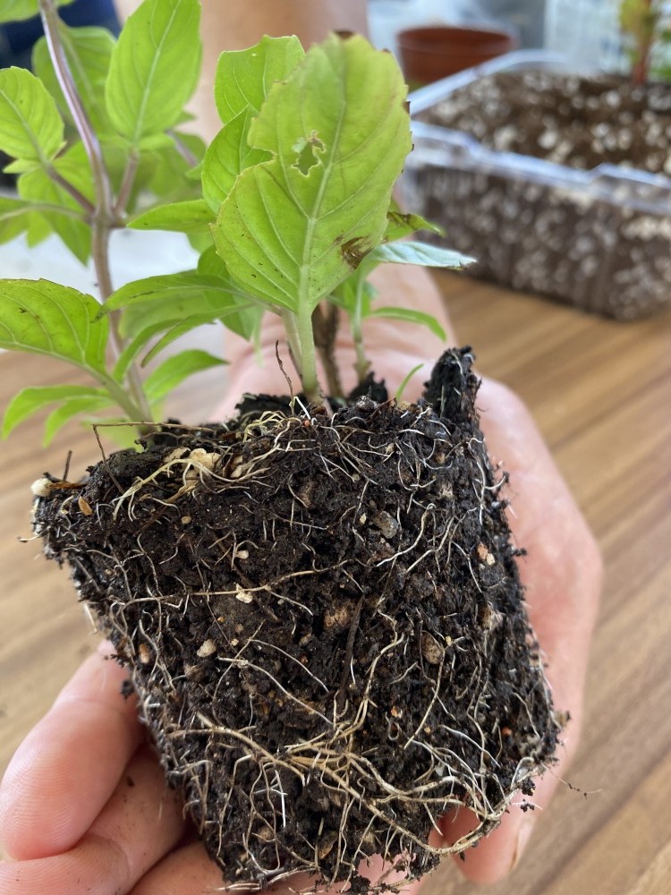 濕潤泥土及植物根部