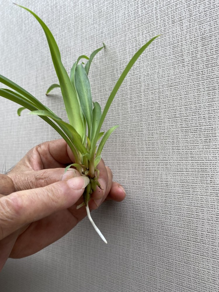 在家種植心得