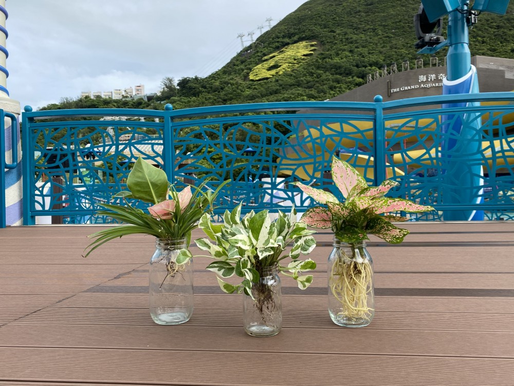 在家種植心得