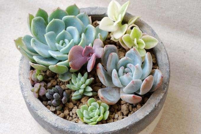 多肉植物