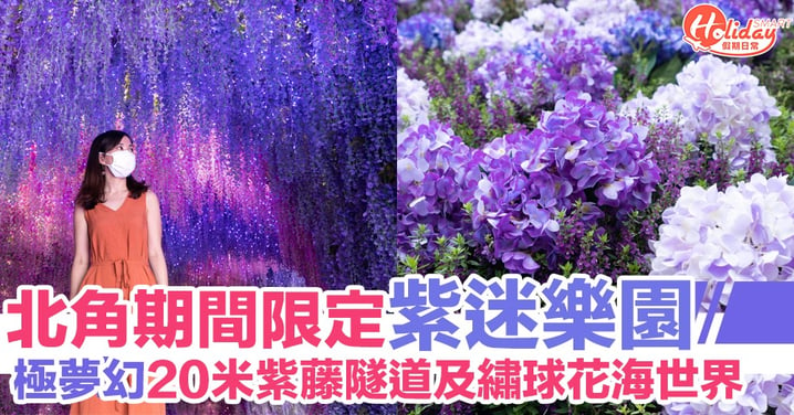 北角期間限定紫迷樂園 極夢幻20米紫藤隧道及繡球花海世界