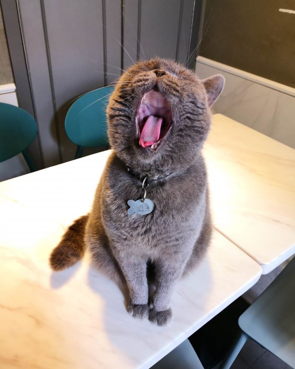 觀塘新開貓貓工廈Cafe