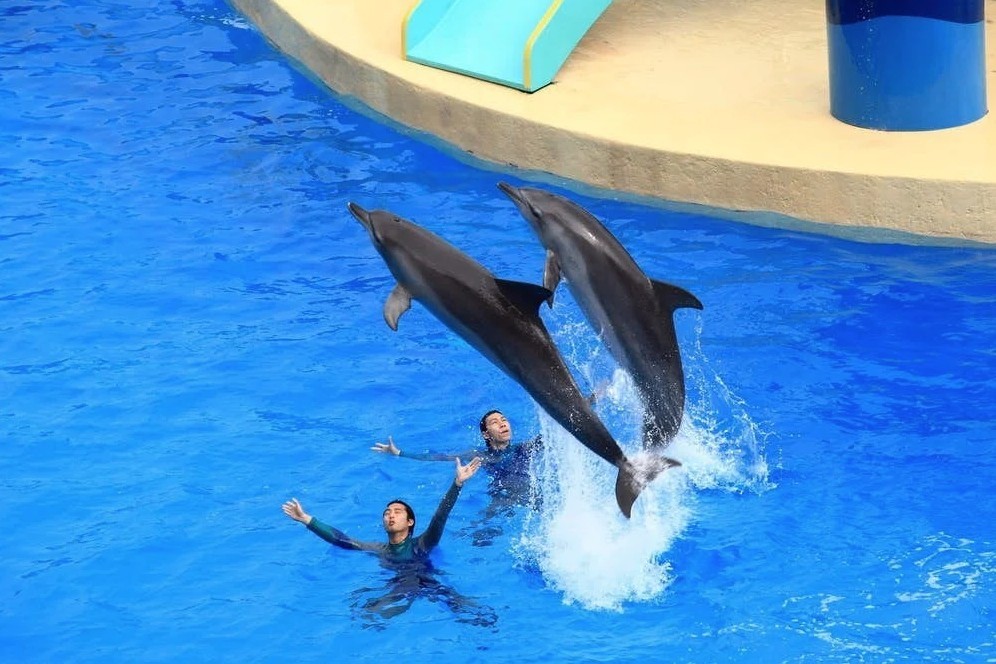 海洋公園重開時將會推出無限次入場證,可以喺10月1日至出年3月31日期間無限次到訪海洋公園。