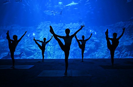 可以喺水族館、北極館等嘅地方做瑜伽同冥想。