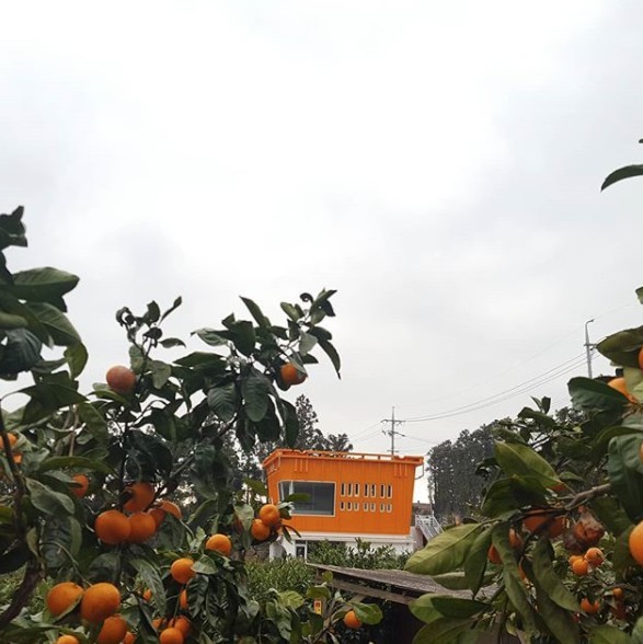 Cafe 位於柑橘果園內,果園都係 cafe 名下。