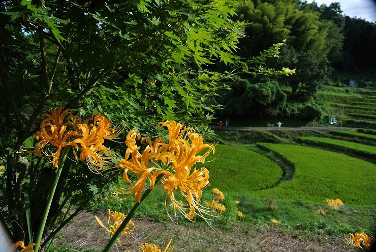 仲有超稀有嘅黃色彼岸花添！