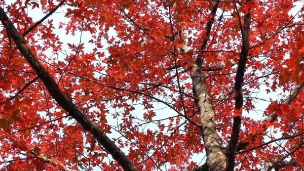 香港邊度有得賞紅葉?