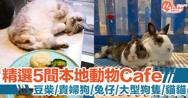 【動物cafe】精選5間貓狗cafe　香港都有豆柴/貴婦狗/兔仔cafe？