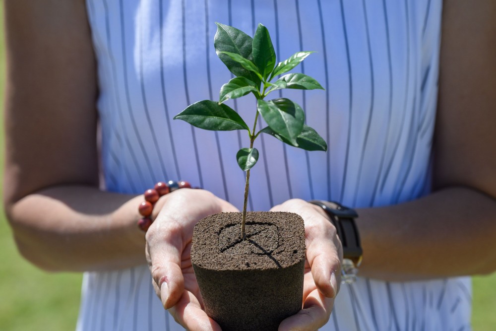 由園藝師以日本研發十年嘅無土綿種植技術，指導大家種植咖啡樹苗