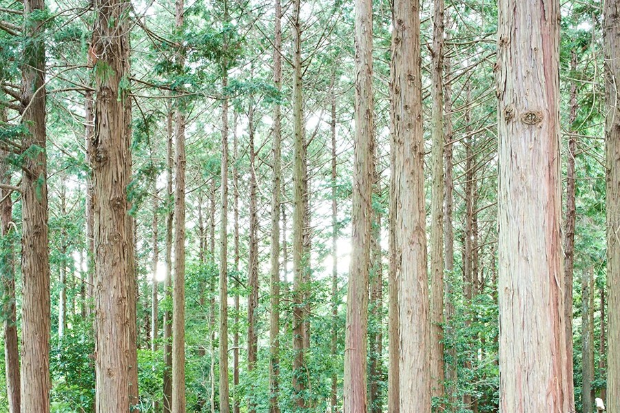 60 萬平方米嘅森林